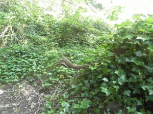 Can you see the animal hiding in the woods?