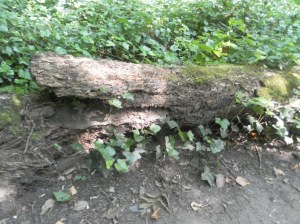 We also spotted a crocodile too