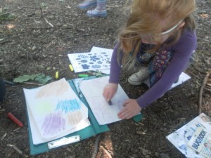 Leaf rubbings and tree ID