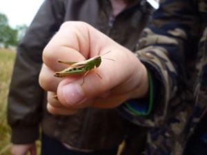 A friendly Grasshopper