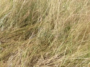 Camouflage- can you spot the Dragonfly?
