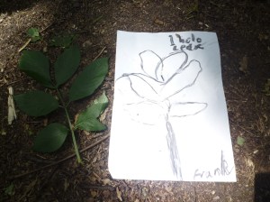 "1 hole leaf": An Elder leaf is made up of many leaflets